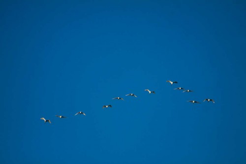 IMG_4256